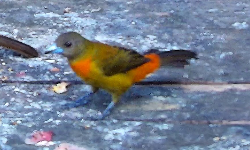 Passerini's Tanager