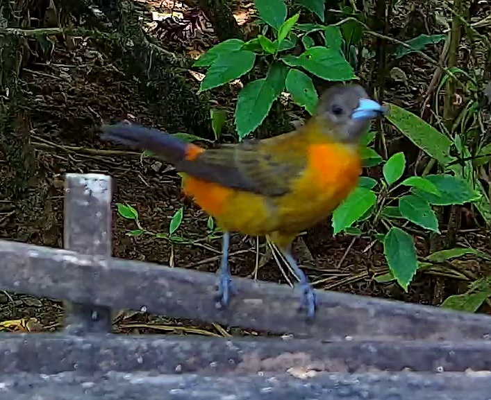 Cherrie's Tanager