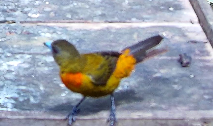 Flame-rumped Tanager