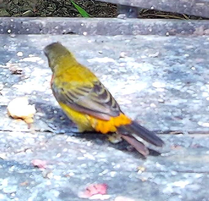 Orange-bellied euphonia