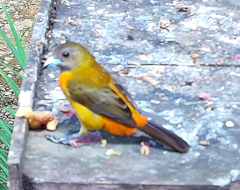Flame-rumped Tanager