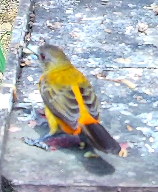 Flame-rumped Tanager