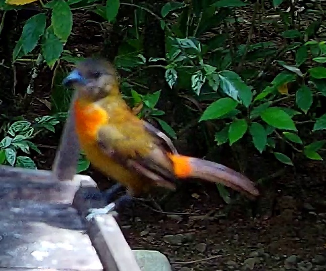 Passerini's Tanager