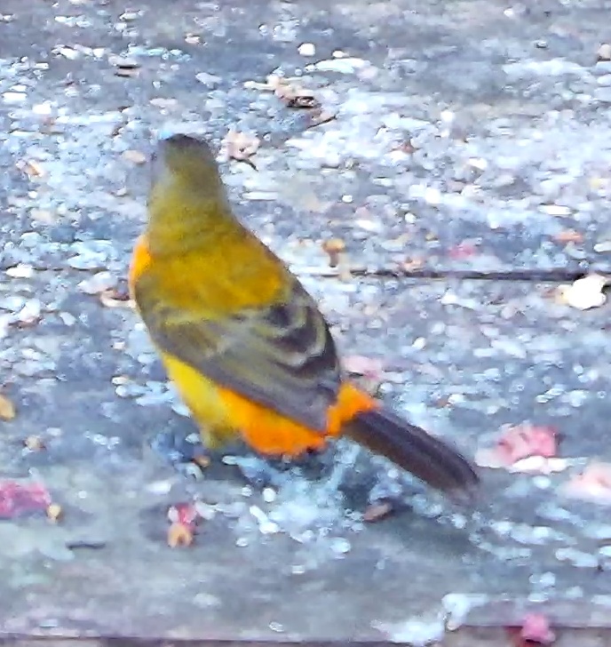 Passerini's Tanager