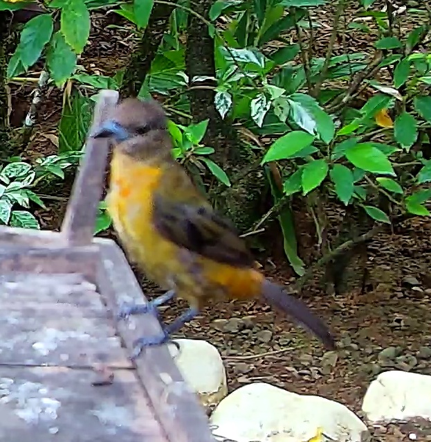 Flame-rumped Tanager