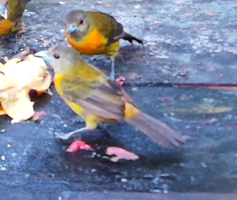 Flame-rumped Tanager