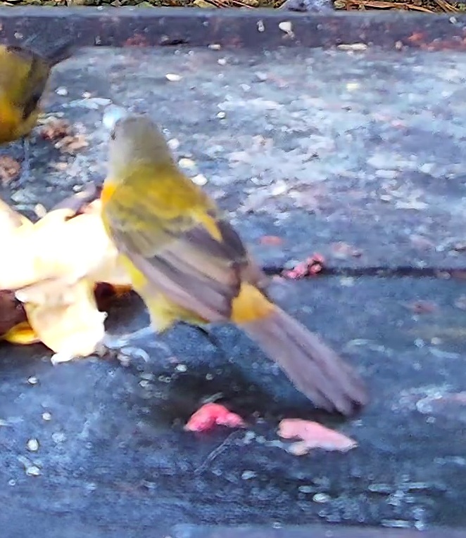 Bird