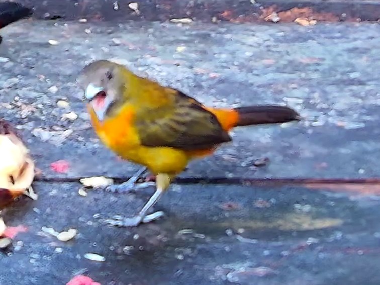 Flame-rumped Tanager