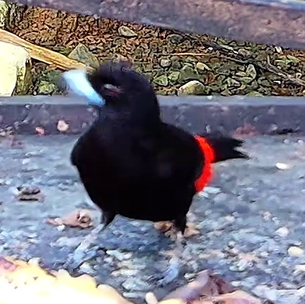 Scarlet-rumped Tanager