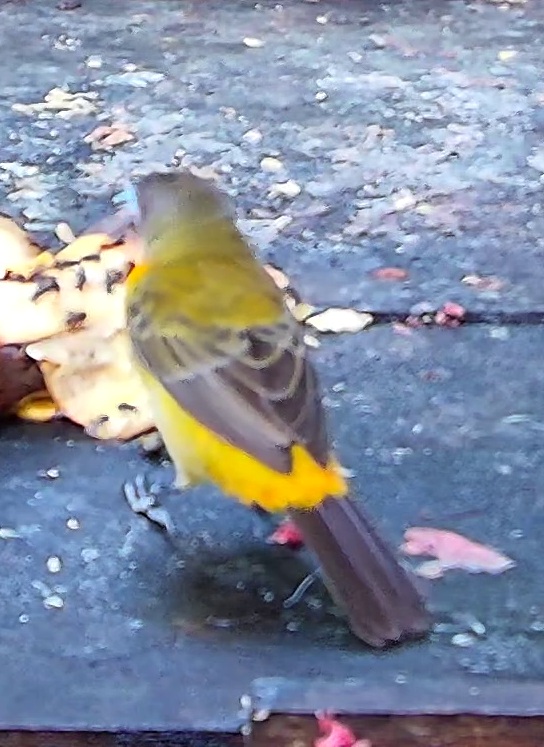 Flame-rumped Tanager