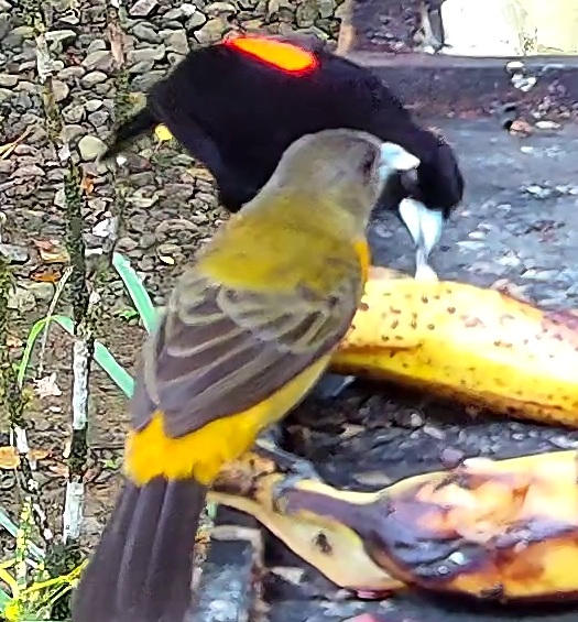 Flame-rumped Tanager