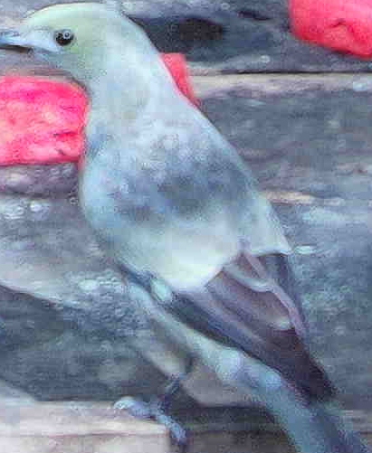 Blue-gray Tanager