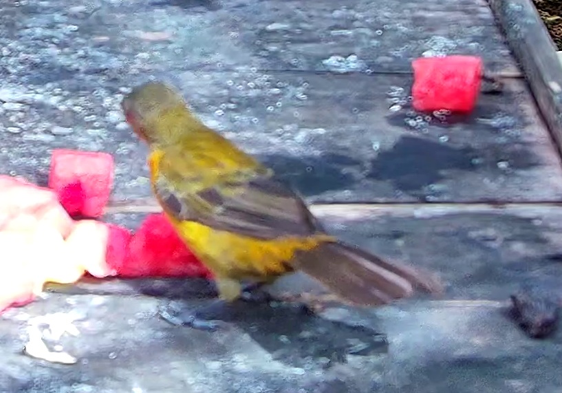 Flame-rumped Tanager