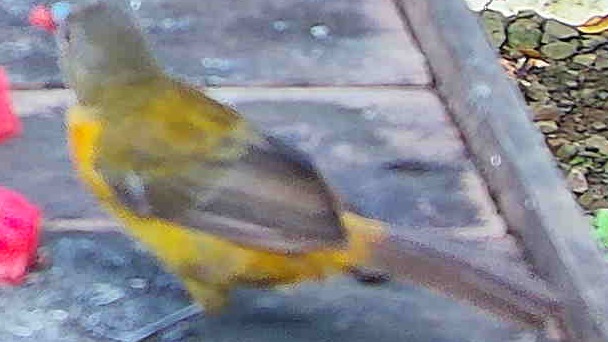 Gray-headed Tanager
