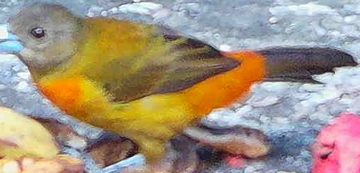 Flame-rumped Tanager