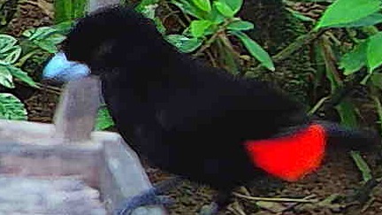 Scarlet-rumped Tanager