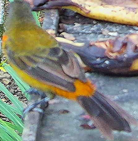 Flame-rumped Tanager