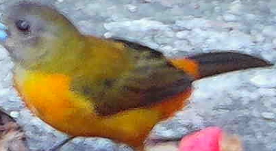 Flame-rumped Tanager