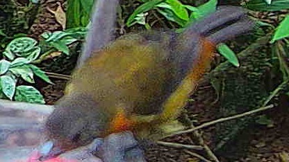 Orange-bellied euphonia