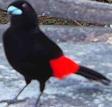 Scarlet-rumped Tanager