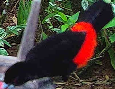 Cherrie's tanager
