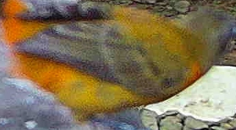 Blue-gray Tanager