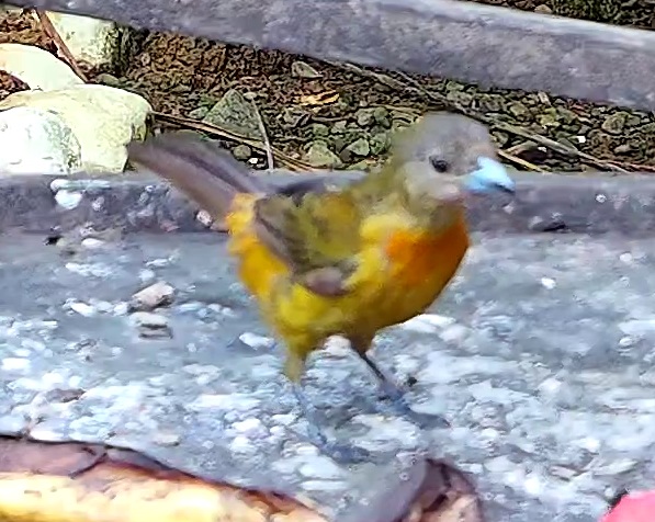 Flame-rumped Tanager
