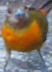 Orange-bellied euphonia