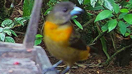 Flame-rumped Tanager