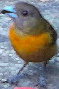 Thick-billed Euphonia
