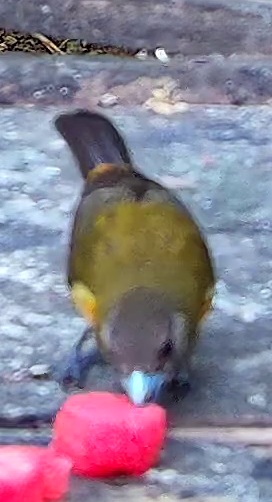 Orange-bellied Euphonia