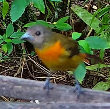Flame-rumped Tanager