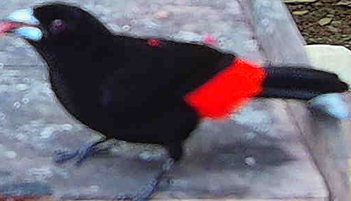 Scarlet-rumped Tanager