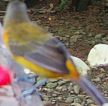 Palm Tanager