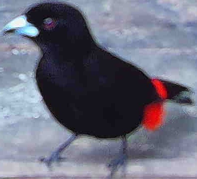 Scarlet-rumped Tanager