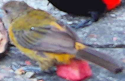 Flame-rumped Tanager