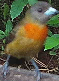 Orange-collared Manakin