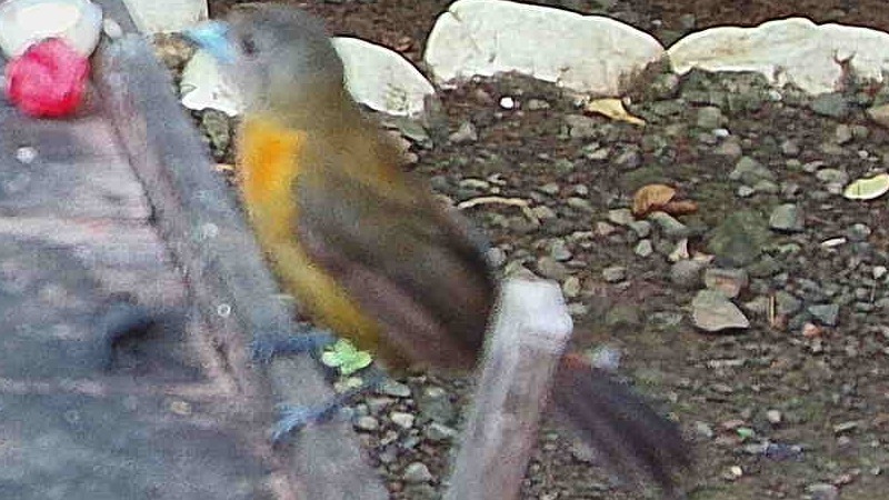 Scarlet-rumped Tanager