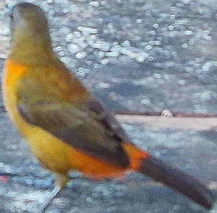 Flame-rumped Tanager