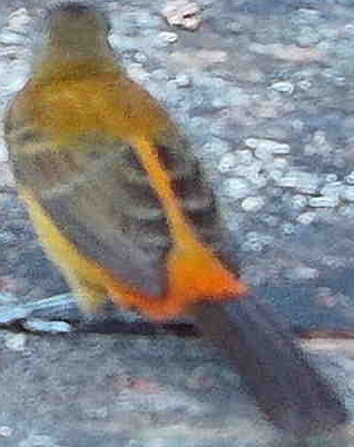 Flame-rumped Tanager