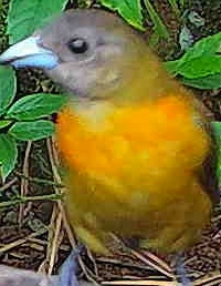 Flame-rumped Tanager