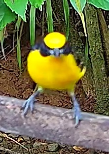 Violaceous euphonia