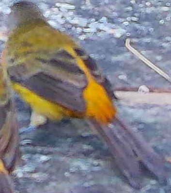 Cherrie's Tanager