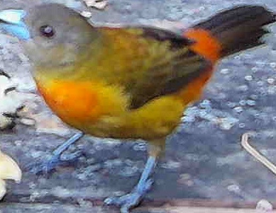 Flame-rumped Tanager