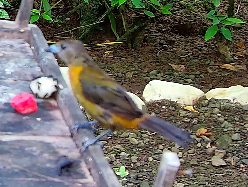 Flame-rumped Tanager