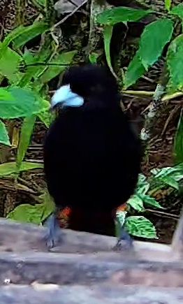 Crimson-backed Tanager