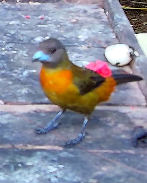 Passerini's Tanager