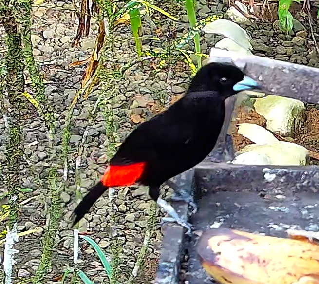 Scarlet-rumped Tanager