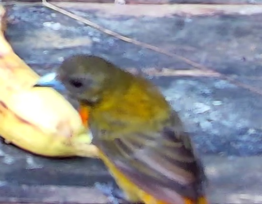 Flame-rumped Tanager