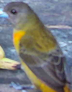 Passerini's Tanager